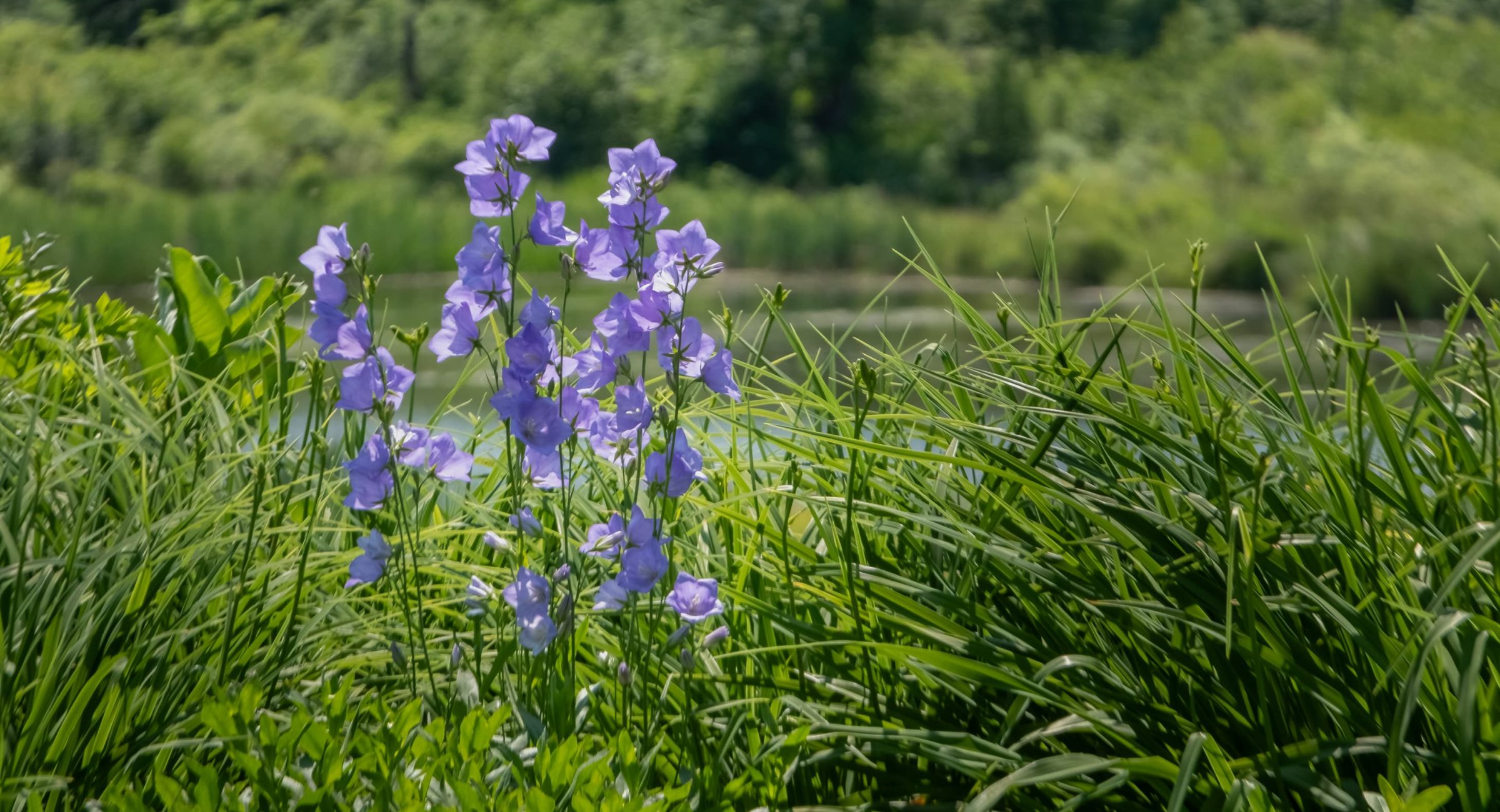 Harebells by the pond