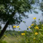 Flowers in the garden