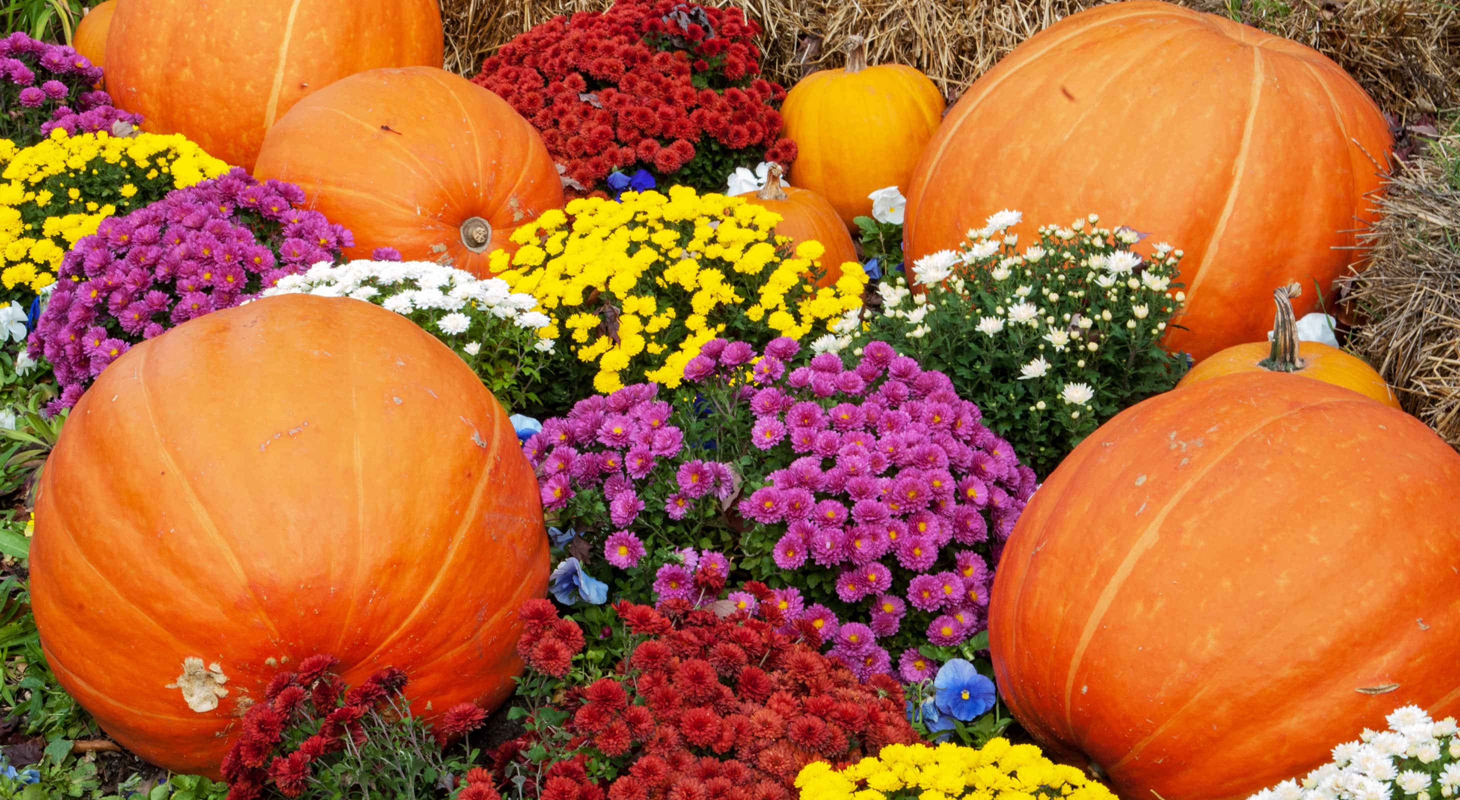 Pumpkins in a garden for a Halloween event