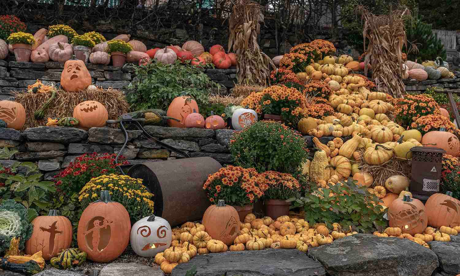 The Incredible Naumkeag Pumpkin Show