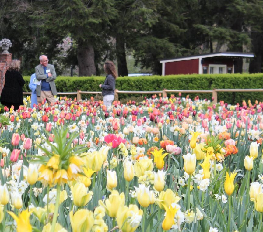 Trustees spring bulbs for daffodil and tulip festival